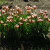 Iris sibirica 'Paprikash' - Image 2