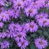 Monarda 'Blue Moon'