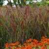Panicum virgatum 'RR1' (Ruby Ribbons)