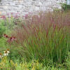 Panicum virgatum 'RR1' (Ruby Ribbons) - Image 2