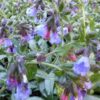 Pulmonaria 'Samourai' - Image 2