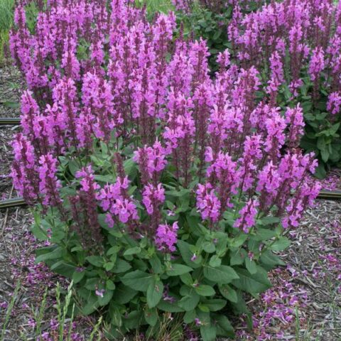 Salvia nemorosa ‘Rose Marvel’ | Kiefer Nursery: Trees, Shrubs, Perennials