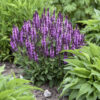 Salvia nemorosa 'Pink Profusion' - Image 2
