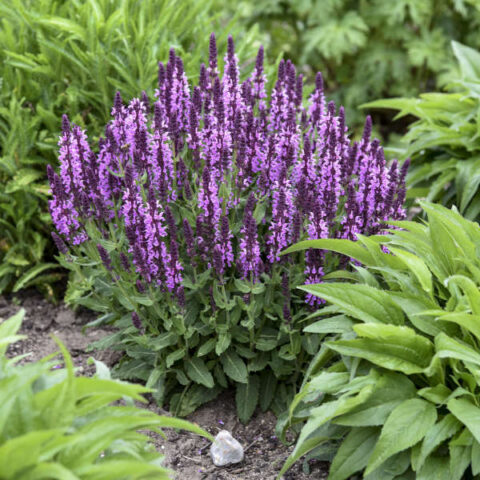 Salvia nemorosa ‘Pink Profusion’ | Kiefer Nursery: Trees, Shrubs ...