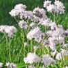 Silene (fka Lychnis) flos-cuculi 'Petite Henri'
