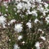 Silene (fka Lychnis) flos-cuculi 'Petite Henri' - Image 2
