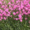 Silene (fka Lychnis) flos-cuculi 'Petite Jenny' - Image 2