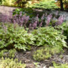 Heucherella Fun and Games® 'Eye Spy' - Image 2