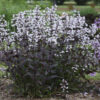 Penstemon 'Onyx and Pearls'