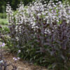 Penstemon 'Onyx and Pearls' - Image 2
