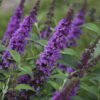 Buddleia 'Orchid Annie'