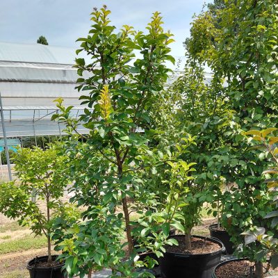 Chionanthus retusus 'Toyko Tower'