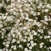 Gypsophila paniculata 'ESM Chispa' (Summer Sparkles®)