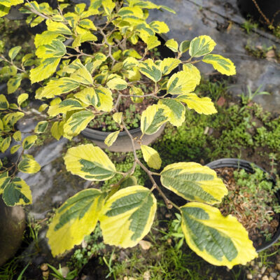 Hamamelis virginiana 'Little Prospect'