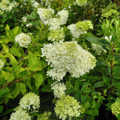 Hydrangea paniculata 'Jane' (Little Lime®)