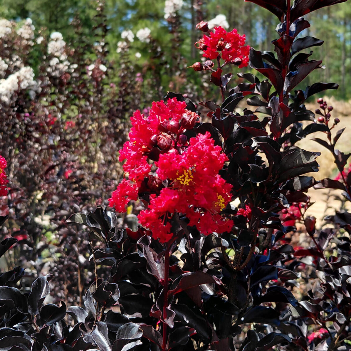 Lagerstroemia x 'Red Hot'