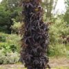 Sambucus nigra Black Tower™ Elderberry - Image 2