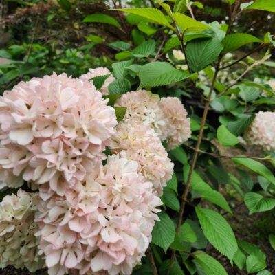 Viburnum plicatum 'Spichazam' (Sparkling Pink Champagne)