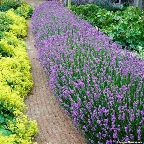 Lavandula Angustifolia ‘Superblue’ | Kiefer Nursery: Trees, Shrubs ...