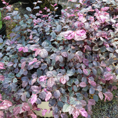 Loropetalum chinense 'Irodori' (Jazz Hands® Variegated)