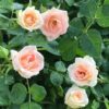Rosa Brindabella Roses (TM) 'Dawn'