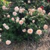 Rosa Brindabella Roses (TM) 'Dawn' - Image 2