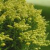 Solidago 'Little Lemon'