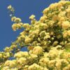Rosa banksiae 'Lutea'