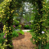 Rosa banksiae 'Lutea' - Image 2