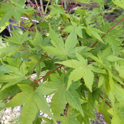Acer palmatum 'Winter Red'