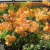 Azalea (deciduous) 'Klondyke' - Image 2