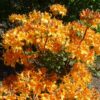 Azalea (deciduous) 'Klondyke'