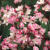 Deutzia 'NCDX2' (Yuki Cherry Blossom®)