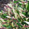 Distylium 'sPg-3-007' (Spring Frost)