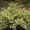 Distylium 'sPg-3-007' (Spring Frost) - Image 2
