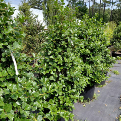 Ilex opaca 'Satyr Hill'