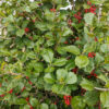 Ilex opaca 'Satyr Hill'