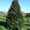 Ilex opaca 'Satyr Hill' - Image 2