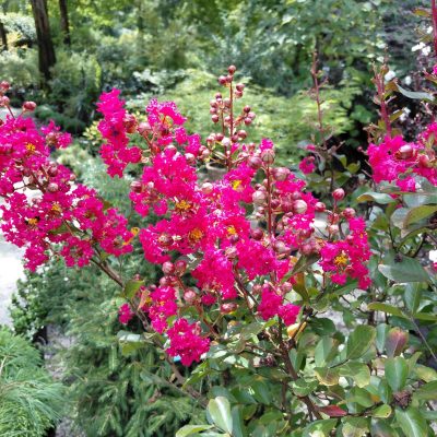 Lagerstroemia x 'America'