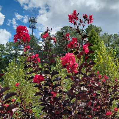 Lagerstroemia x 'Ebony Embers'