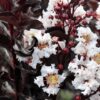 Lagerstroemia 'Pure White'