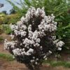 Lagerstroemia 'Pure White' - Image 2