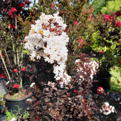Lagerstroemia indica Black Diamond® 'Pure White'