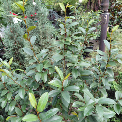 Magnolia x 'Serendipity'