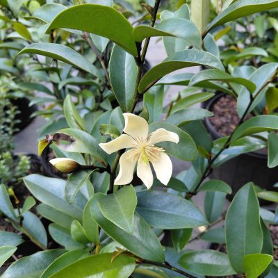 Magnolia x 'Serendipity'