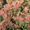 Osmanthus heterophyllus 'sPg-3-021' (Party Lights™)