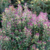 Osmanthus heterophyllus 'sPg-3-021' (Party Lights™) - Image 2