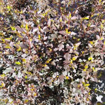 Physocarpus opulifolius 'Donna May' (Little Devil™)