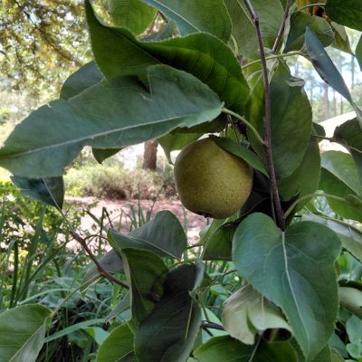 Pyrus pyrifolia 'Kikusui'