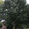 Quercus michauxii (Swamp Chestnut Oak) - Image 2
